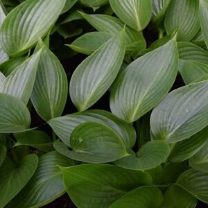 Hosta 'Devon Green' ---